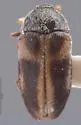 Novelsis andersoni