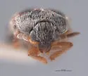 Novelsis andersoni - photo 3