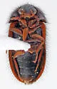Novelsis beldensis - photo 2