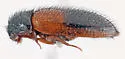 Novelsis beldensis - photo 3
