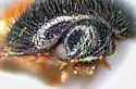 Novelsis beldensis - photo 4
