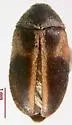 Novelsis hornii