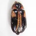 Novelsis hornii - photo 3