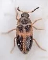 Novelsis hornii - photo 4