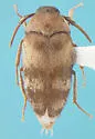 Novelsis picta