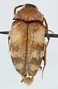 Novelsis picta - photo 2