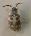Novelsis picta - photo 3