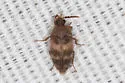 Novelsis picta - photo 4