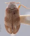 Novelsis timia