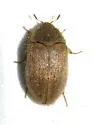Novelsis uteana