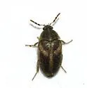 Novelsis uteana - photo 2