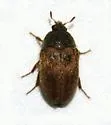 Novelsis uteana - photo 3