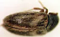 Novelsis uteana - photo 4
