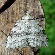 November Moth - photo 2