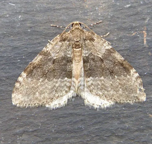 November Moth - photo 3