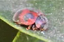 Vedalia Beetle