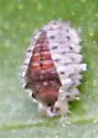 Vedalia Beetle - photo 2
