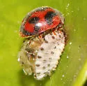 Vedalia Beetle - photo 3