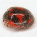 Vedalia Beetle - photo 4