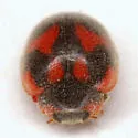 Vedalia Beetle - photo 5