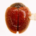 Novius koebelei
