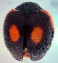 Novius virginalis