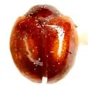 Novius virginalis - photo 3