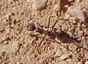 Novomessor albisetosus