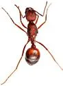 Novomessor albisetosus - photo 2