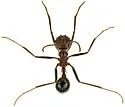 Novomessor albisetosus - photo 3
