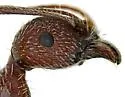 Novomessor albisetosus - photo 4
