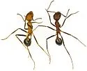Novomessor albisetosus - photo 5
