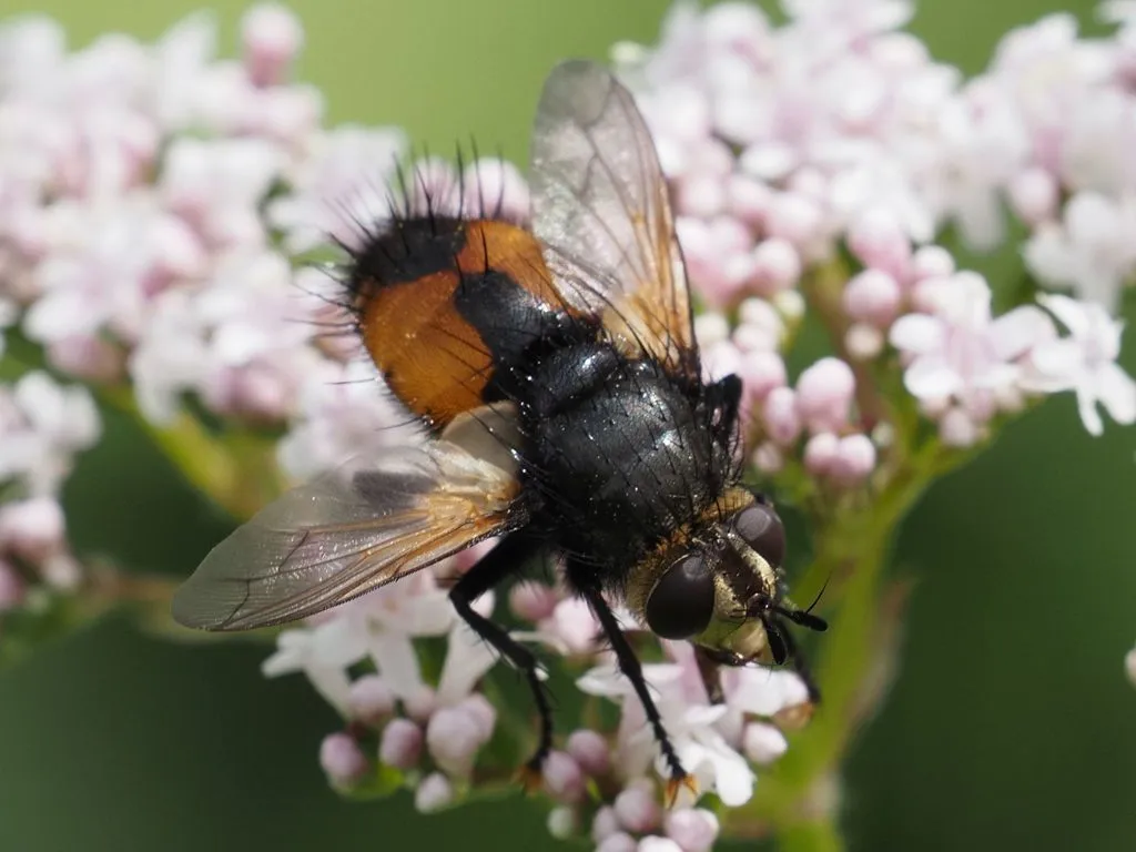 Nowickia ferox - photo 2
