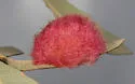 Cynips quercusnubila