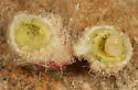 Cynips quercusnubila - photo 2