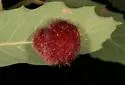 Cynips quercusnubila - photo 3