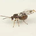 Cynips quercusnubila - photo 4