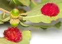 Cynips quercusnubila - photo 5