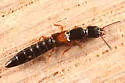Nudobius cephalus - photo 3