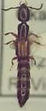 Nudobius cephalus - photo 4
