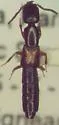 Nudobius cephalus - photo 5