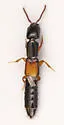 Nudobius luridipennis