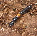 Nudobius luridipennis - photo 2