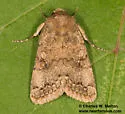 Nudorthodes molino - Hodges#10561.1