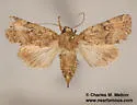 Nudorthodes molino - Hodges#10561.1 - photo 2