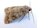 Nudorthodes molino - Hodges#10561.1 - photo 3