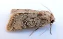 Nudorthodes molino - Hodges#10561.1 - photo 4