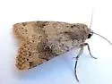 Nudorthodes molino - Hodges#10561.1 - photo 5
