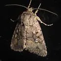 Nudorthodes texana - Hodges#10560