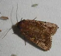 Nudorthodes texana - Hodges#10560 - photo 2